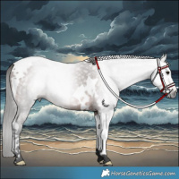 Horse Color:Gray Bay Tobiano 