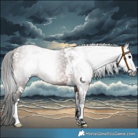 Horse Color:Gray Bay Tobiano 