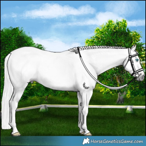 Horse Color:Gray Bay Roan Splash Tobiano 