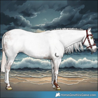 Horse Color:Gray Chestnut Splash Tobiano 