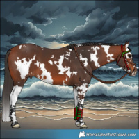 Horse Color:White Spotted Bay Splash 