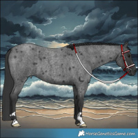 Horse Color:Blue Roan 
