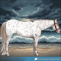 Horse Color:Red Roan Blanket