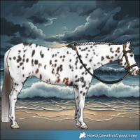 Horse Color:White Spotted Brown Near Leopard