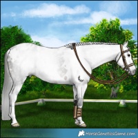 Horse Color:Gray White Spotted Bay Appaloosa 