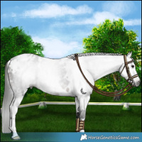 Horse Color:Gray White Spotted Bay Appaloosa 