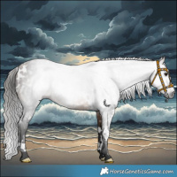 Horse Color:Gray White Spotted Buckskin 
