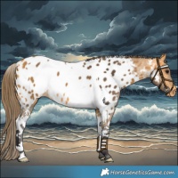 Horse Color:Buckskin Tobiano Appaloosa 