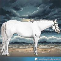 Horse Color:Gray White Spotted Buckskin Near Leopard