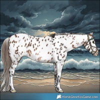 Horse Color:White Spotted Bay Near Leopard 