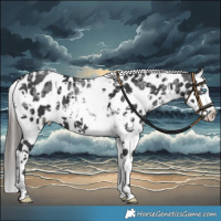 Horse Color:White Spotted Black Sabino Splash Near Leopard