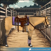 Horse Color:Buckskin 