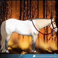 Horse Color:Buckskin Near Fewspot