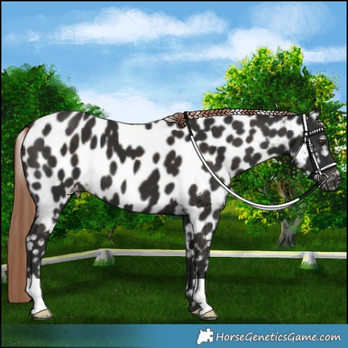 Horse Color:Liver Chestnut Appaloosa 