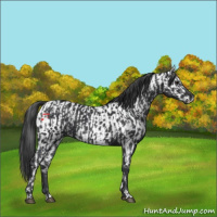 Horse Color:Black  and Black Near Leopard 
