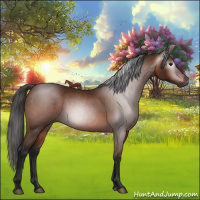 Horse Color:Gray Bay 