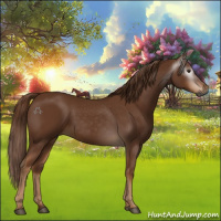 Horse Color:Gray Chestnut 