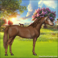 Horse Color:Gray Chestnut 