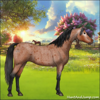 Horse Color:Gray Bay Roan 