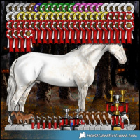 Horse Color:White Spotted Silver Brown Snowdrop Pearl Dun Tobiano Appaloosa Rabicano 