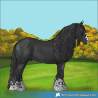 Horse Color:Black  and Black 