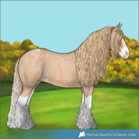 Horse Color:Red Roan Splash Appaloosa 