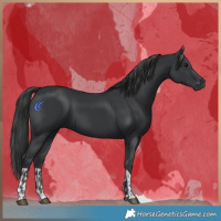 Horse Color:Black  and Black 