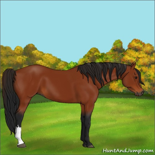 Horse Color:Gray Bay 