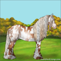 Horse Color:Gray Gold Champagne Appaloosa and Gray Gold Champagne Appaloosa