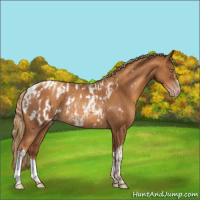 Horse Color:Gray Gold Champagne Appaloosa  and Gray Gold Champagne Appaloosa Rabicano 