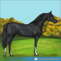 Horse Color:Black  and Black 