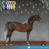 Horse Color:Brown Tobiano Rabicano 