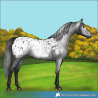 Horse Color:Gray Blue Roan Appaloosa 