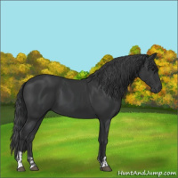 Horse Color:Black  and Black 