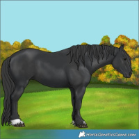 Horse Color:Black  and Black 