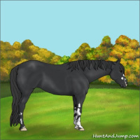 Horse Color:Black  and Black 