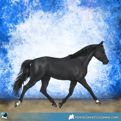 Horse Color:Black  and Black