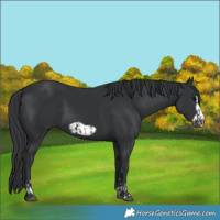Horse Color:Black  and Black Frame 