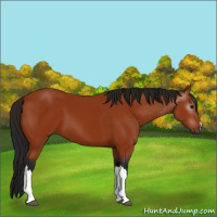 Horse Color:Gray Bay