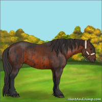 Horse Color:Black  and Brown 