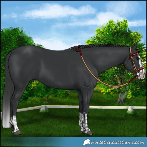 Horse Color:Black  and Black Splash 