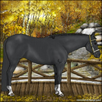 Horse Color:Black and Black
