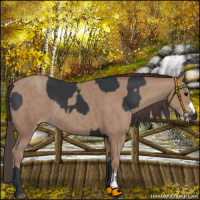 Horse Color:Black  and Classic Champagne 