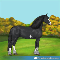 Horse Color:Black 