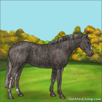 Horse Color:Black  and Silver Black 