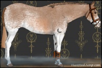 Horse Color:White Spotted Red Roan 
