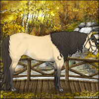 Horse Color:Buckskin Dun Splash 