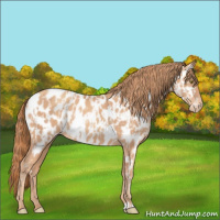 Horse Color:Gold Champagne Near Leopard  and Gold Champagne Near Leopard Rabicano 