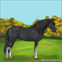 Horse Color:Black  and Black 
