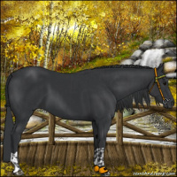 Horse Color:Black and Black